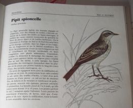 Oiseaux des pays d'europe