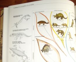 Collection HACHETTE "Les Animaux" - 8 Tomes