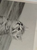 Lot de cartes postales chats
