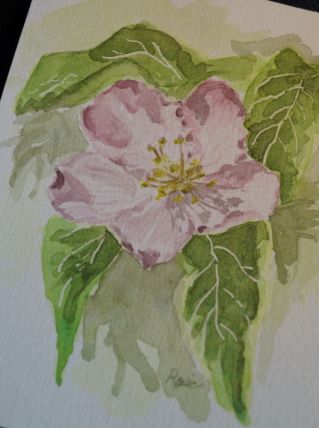Aquarelle