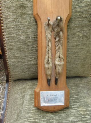 Très beau pied d'honneur de brocard du 07.10.1966. 2 pattes