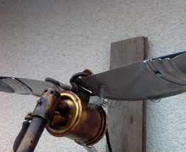 albatros