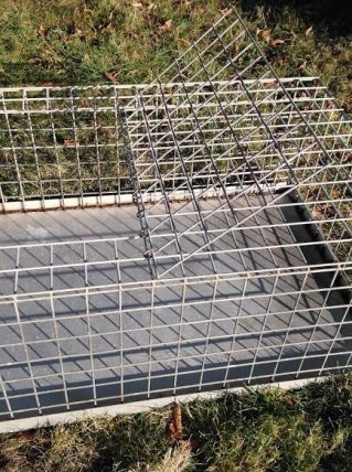 cage transport volaille