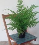 Paire de chaises en bois enfants