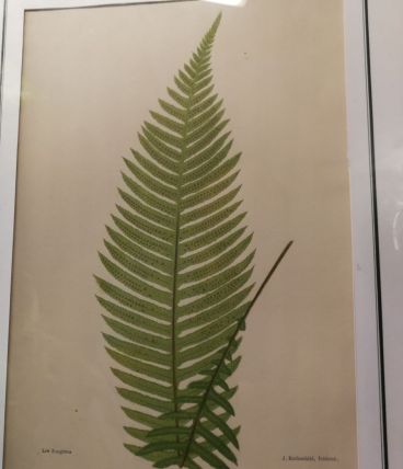 Cadre Dodia Aspera 