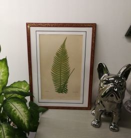 Cadre Dodia Aspera 