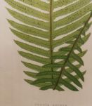 Cadre Dodia Aspera 