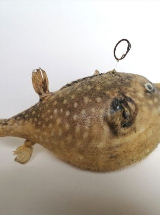 Poisson perroquet taxidermie cabinet curiosité 
