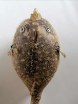 Poisson perroquet taxidermie cabinet curiosité 