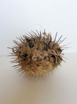 Poisson globe 
