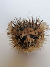 Poisson globe 