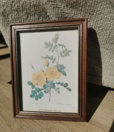 Ancien petit cadre illustration fleur