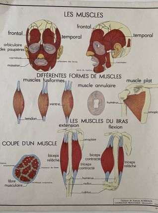 Belle affiche scolaire des années 50