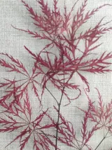 Cadre fleurs séchées 