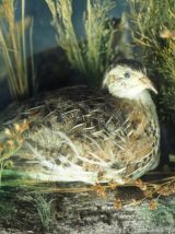 Diorama de deux cailles naturalisées dans un cadre ancien