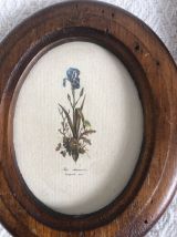 Lot de quatre petits cadres en bois gravures iris