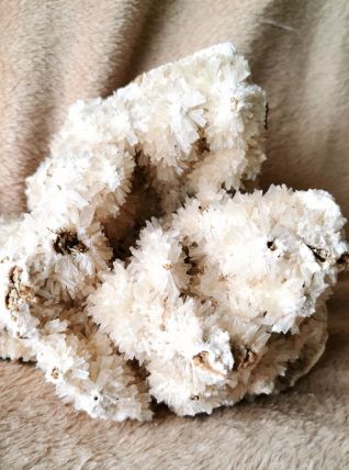 Corail Blanc Fossilisé – 1,628 kg