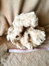 Corail Blanc Fossilisé – 1,628 kg