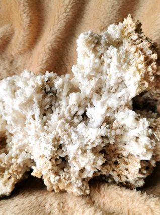 Corail Blanc Fossilisé – 1.726 kg