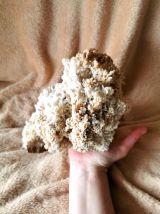 Corail Blanc Fossilisé – 1.726 kg