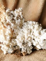 Corail Blanc Fossilisé – 1.726 kg