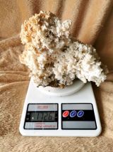 Corail Blanc Fossilisé – 1.726 kg