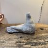 Oiseau pigeon