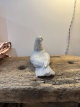 Oiseau pigeon