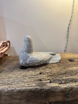 Oiseau pigeon