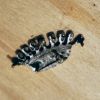  Couronne comtale miniature 