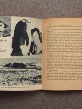 Sept Hommes Chez Les Pingouins- Mario Marret- 1954- Juillard
