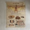 Affiche scolaire vintage Les animaux insectivores / Lapin