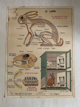 Affiche scolaire vintage Les animaux insectivores / Lapin
