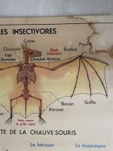 Affiche scolaire vintage Les animaux insectivores / Lapin