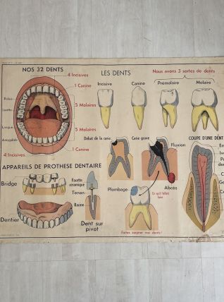 Affiche scolaire Les dents / la respiration