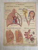 Affiche scolaire Les dents / la respiration