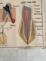 Affiche scolaire Les dents / la respiration