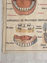 Affiche scolaire Les dents / la respiration