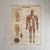 Affiche scolaire Les muscles / le corps humain