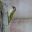 colibri49
