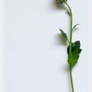 tresorsanelor