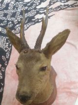 Buste de chevreuil taxidermie