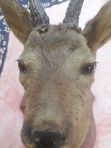 Buste de chevreuil taxidermie