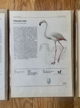 Lot 3 illustrations oiseaux d'Europe années 70