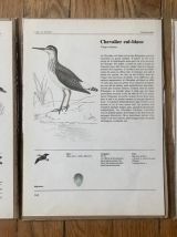 Lot 3 illustrations oiseaux d'Europe années 70