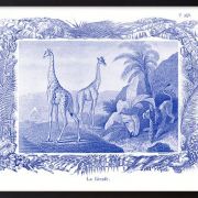  Lithographie gravure girafe animal - format A3