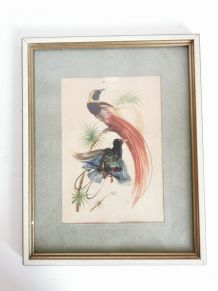 Jolie lithographie ornithologique vintage 