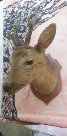 Buste de chevreuil taxidermie