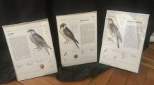 Lot 3 illustrations oiseaux rapaces années 70