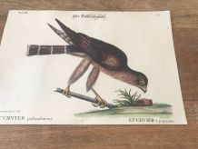 Planche ornithologique ancienne, affiche oiseau épervier